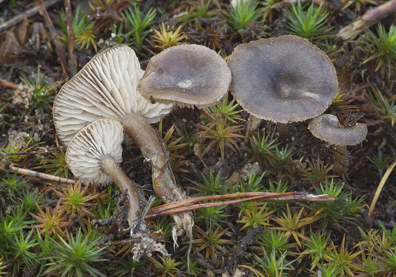 Rhodocybe caelata